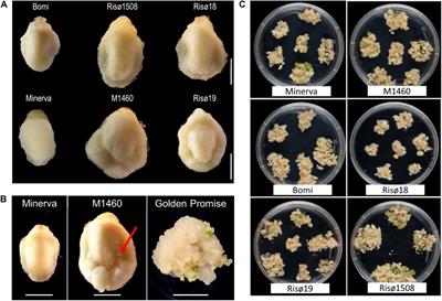 TRA1: A Locus Responsible for Controlling Agrobacterium-Mediated Transformability in Barley